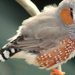 Les diamants mandarins : comment ajouter de la couleur à votre collection d'oiseaux exotiques