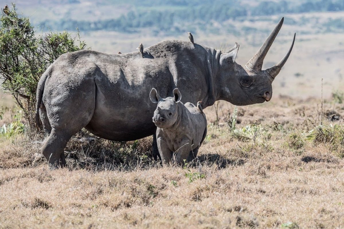 Conservateurs naturels pour prolonger la conservation des