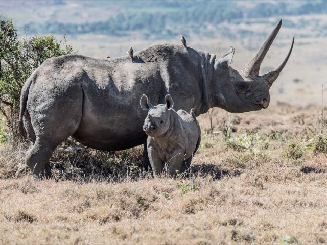 Conservateurs naturels pour prolonger la conservation des