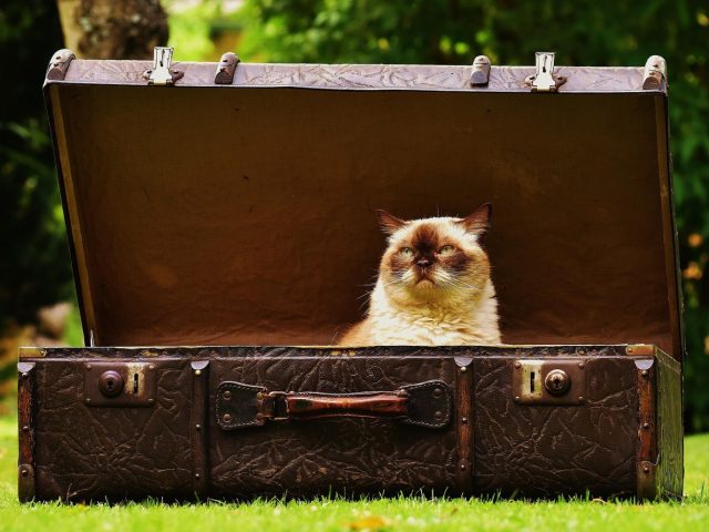 Constituer une bibliothèque de voyage : guide pratique